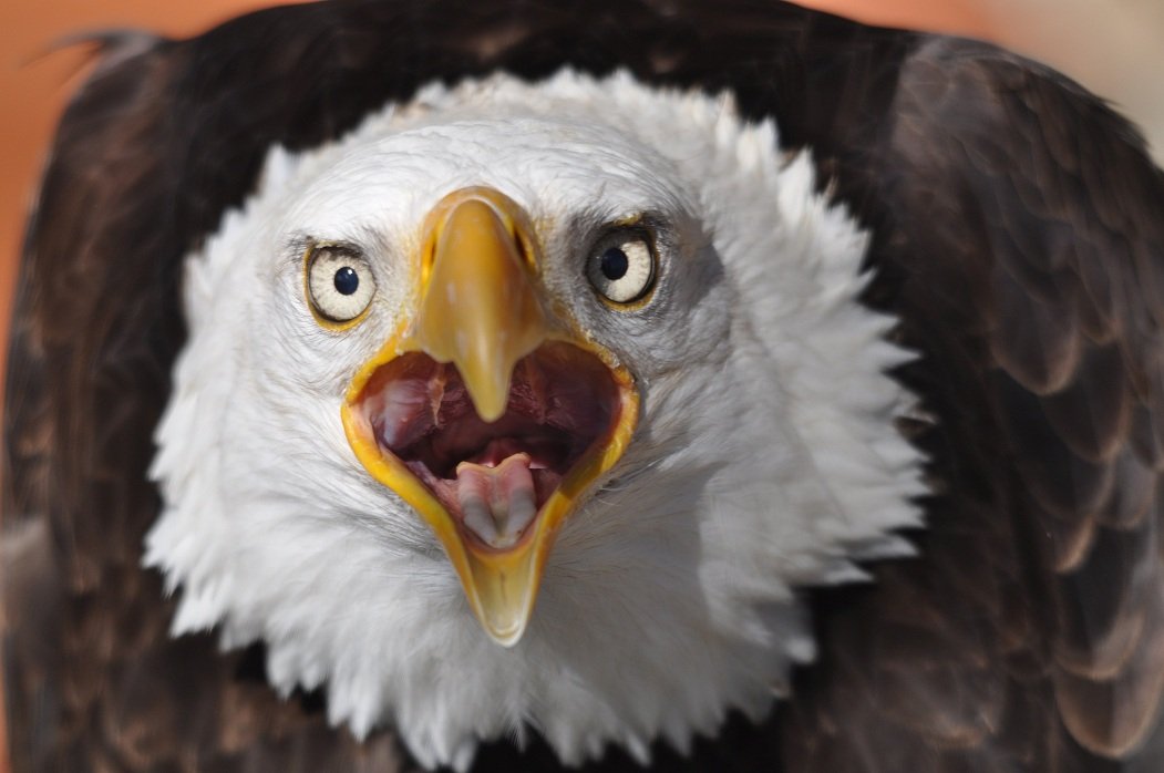 Aguila calva 5